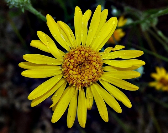 {Chrysopsis gossypina}